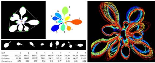clip_image012.jpg ../../../../產(chǎn)品技術(shù)/熒光技術(shù)/PSI/2016/PlantScreen/20160727/leave%20tracking.jpg