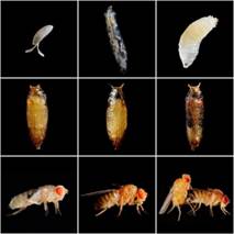 clip_image002.jpg 0e2442a7d933c8952a3143aad01373f083020090